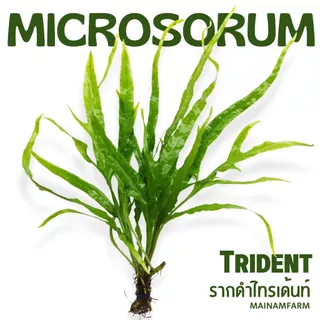 รากดำ ‘ไทรเด้นท์’ เลือกขนาดได้ – MICROSORUM PTEROPUS ‘TRIDENT’ ต้นไม้น้ำ