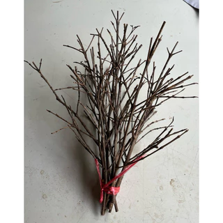 กิ่งไม้แห้ง ไม้เนื้อแข็ง ตกแต่ง diy บ้าน กรงนก งู