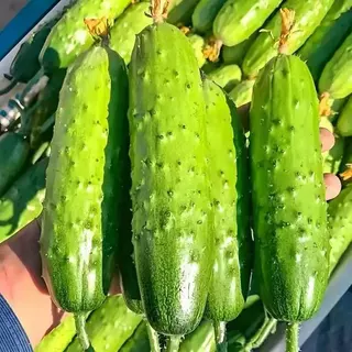 เมล็ดพันธุ์ แตงกวา เทนเดอร์กรีน Tender Green Cucumber Seed 50 เมล็ด ของแท้ เมล็ดพันธุ์พืช ผักสวนครัว เมล็ดพันธุ์ผัก