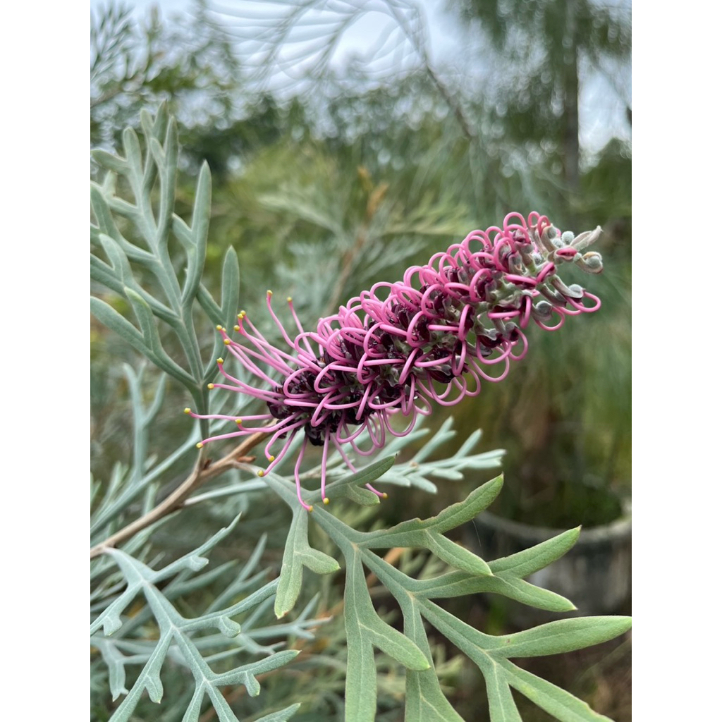 ต้นสนเกรวิลเลีย สีม่วง "grevillea dorothy gordon"