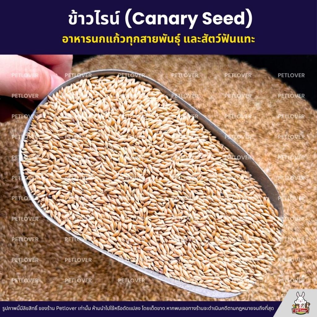 ข้าวไรย์ Canary Seed อาหารนกแก้ว และสัตว์พันแทะ ข้าวไรน์บำรุงให้ขนสวย มันเงา (แบ่งขาย 500G / 1KG) - รูปที่ 2