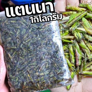 ตั๊กแตน แตนนา 1 กิโลกรัม แมลงแช่แข็ง  🦗🦗⭐️ค่าส่งเหมา✅คละได้ท…