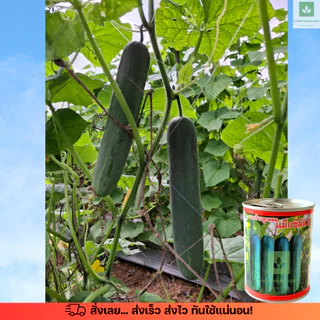 ใหม่! เมล็ดพันธุ์แตงร้าน แม็กซีมัส 2 กระป๋องละ 100กรัม (ตราเสือ Tiger seeds)