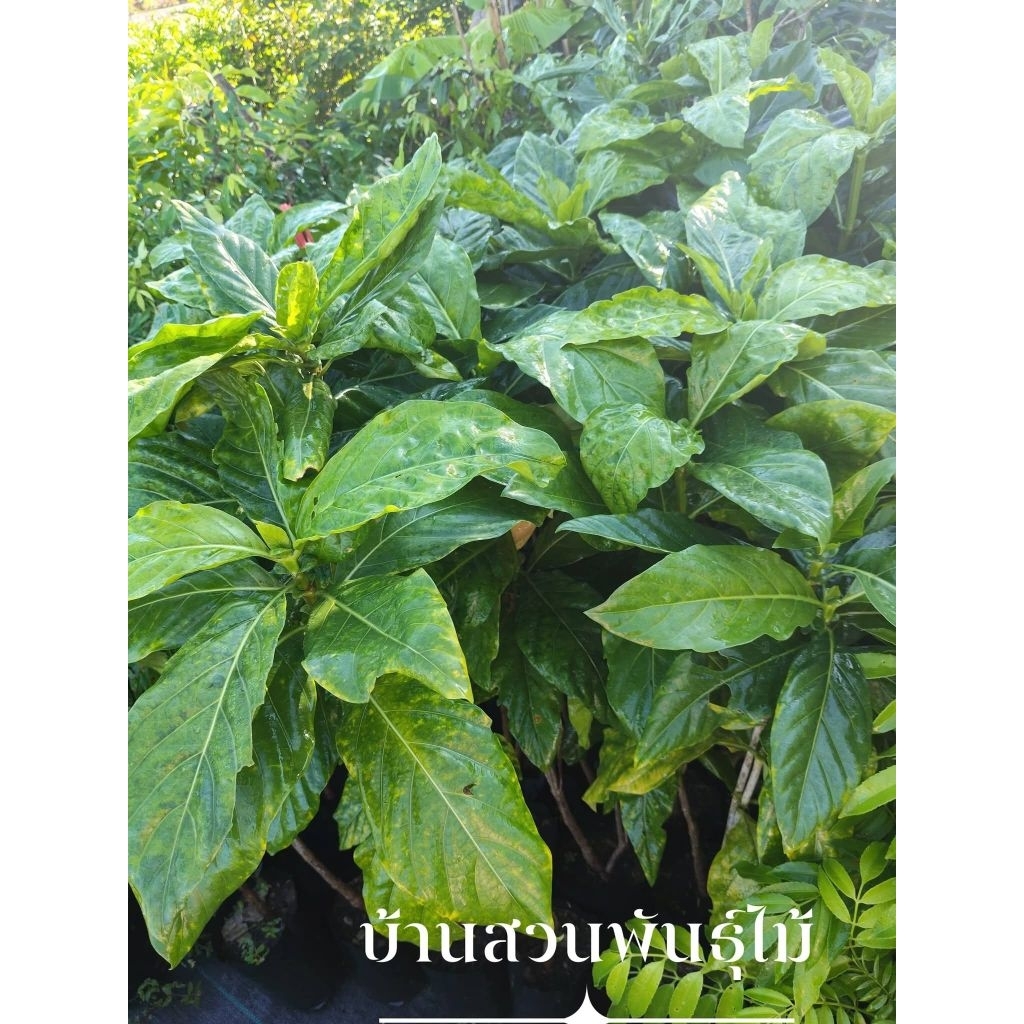 ต้นยอบ้าน ต้นเพาะเมล็ด สูง 90-100 ซม.