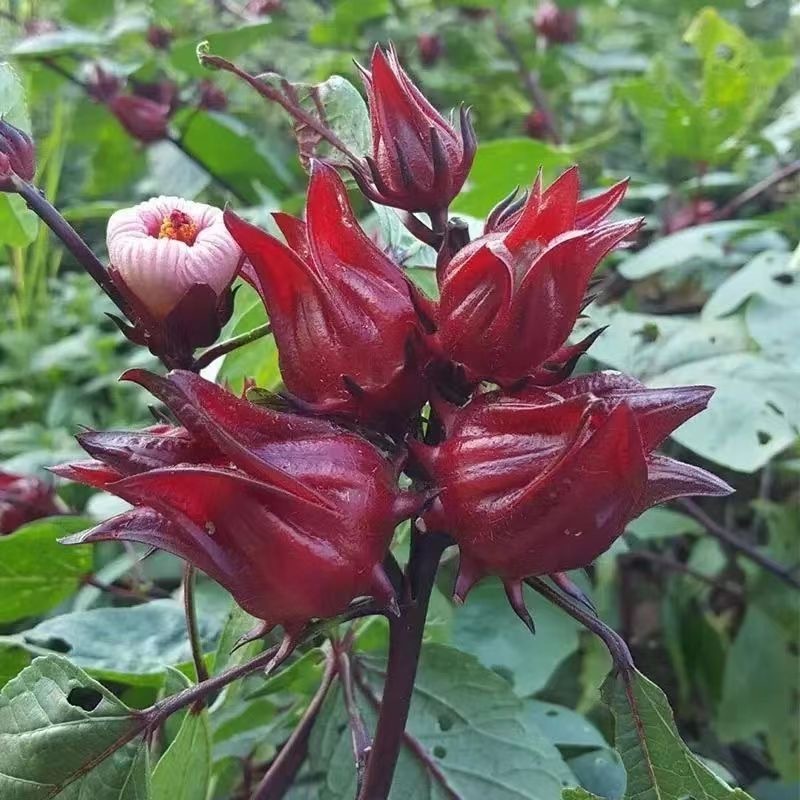 100 เมล็ด เมล็ดผัก กระเจี๊ยบแดง สวนครัว ปลูกผักปลอดสาร เหมาะแก่การทำสวน Roselle Vegetable Seeds