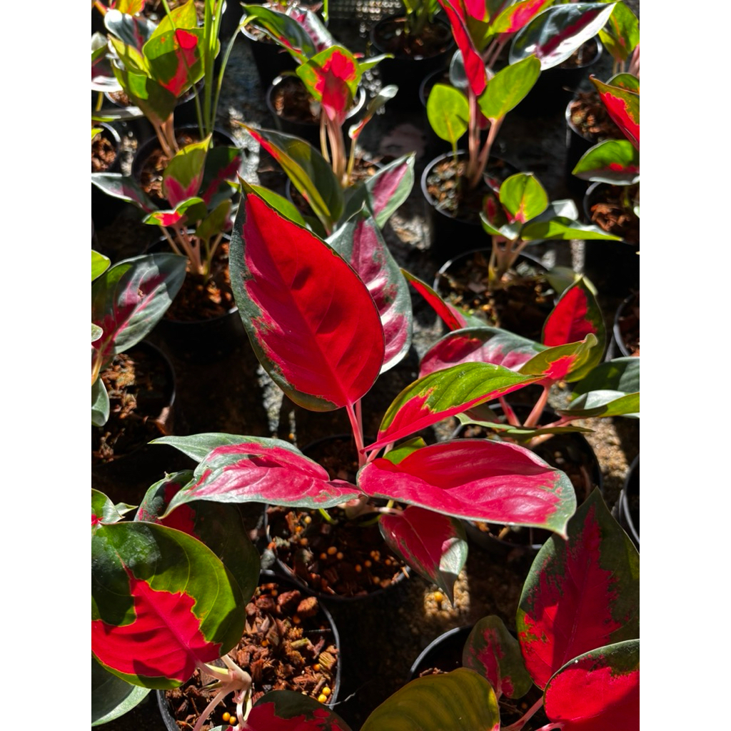 🪴  Aglaonema Suksom Jaipong (อโกลนีมา สุขสมใจปอง) (ไม้กระถาง ขนาด 4 นิ้ว) ไม้มงคล ไม้ฟอกอากาศ