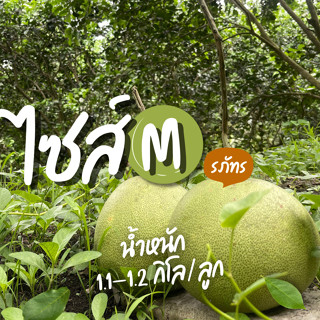 ส้มโอ ขาวใหญ่อัมพวา - ไซส์ M 1.1-1.2 kg