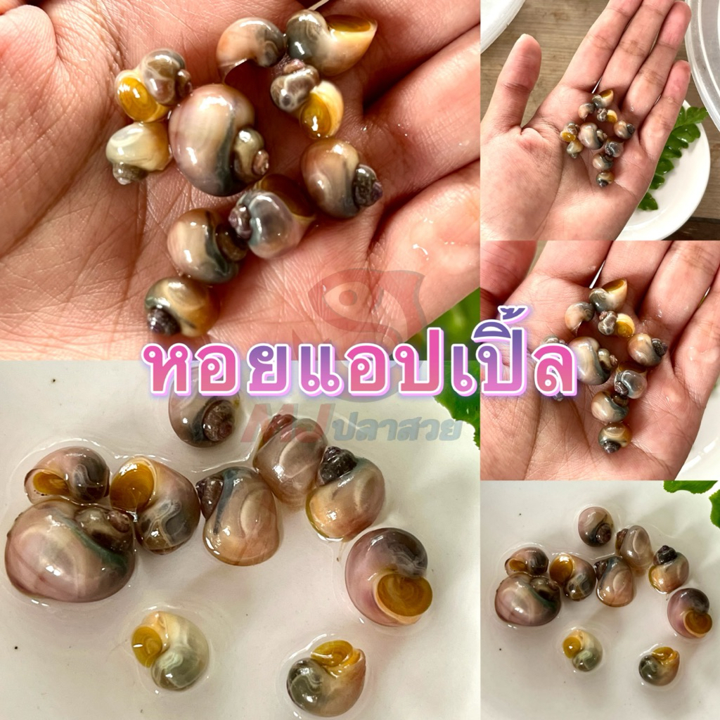 🐚แอปเปิ้ล บลัดฮอร์น ชุดทำความสะอาดตู้ปลา