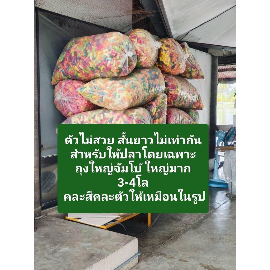 อาหารปลาข้าวโพดสี ตัวไม่สวยสำหรับให้อาหารปลาโดยเฉพาะ