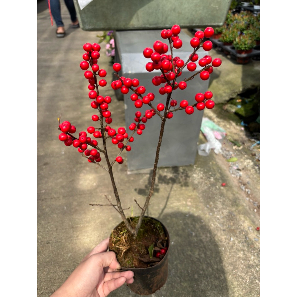 พร้อมส่ง1/11/25ฮอลลี่( Syn. Ardisia crenata Bospremium red   ต้นไม้แสนสวยที่จะพาคุณเข้าสู่จิตวิญญาณแห่งคริสต์มาส