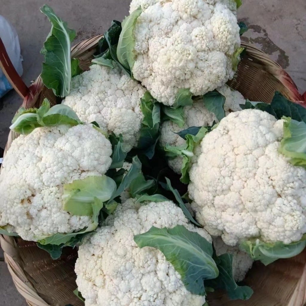 เมล็ดพันธุ์ กะหล่ำดอก 200 เมล็ด F1 Cauliflower seed เมล็ดพันธุ์แท้ นำเข้าจากต่างประเทศ ปลูกผัก สวนคร