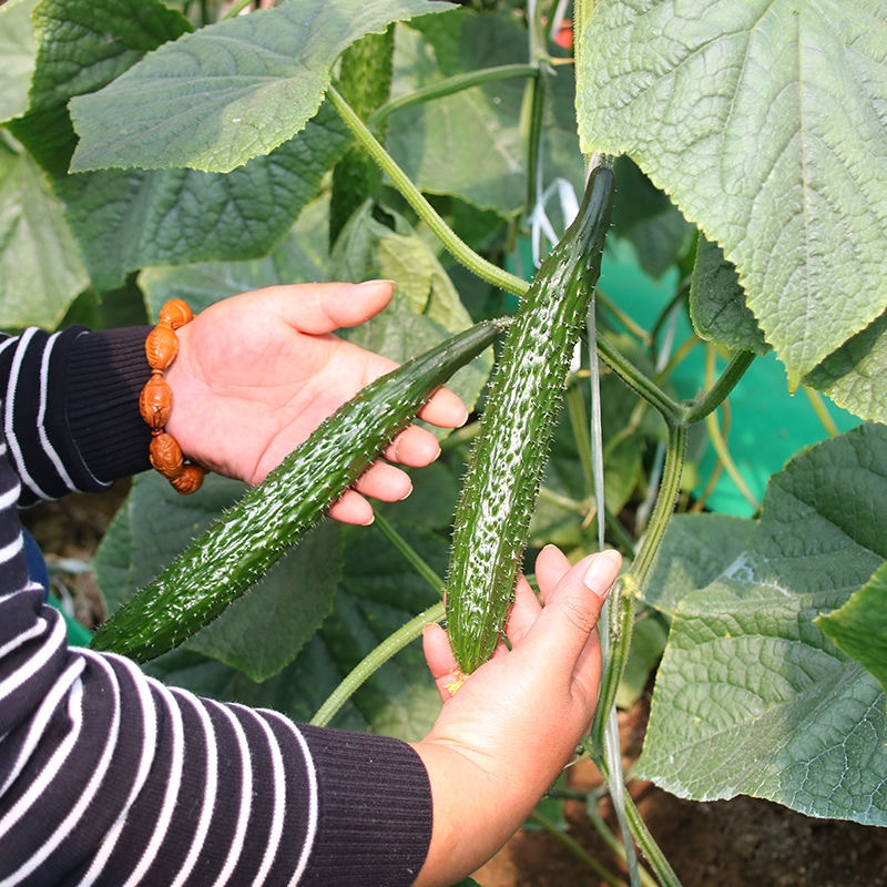 Cucumber Seeds, New Seeds, 30 Seeds Per Packet. แตงกวา ผักทานสด สวนครัว เหมาะแก่การทำสวน Cucumber Vegetable Seeds สายพัน - รูปที่ 6