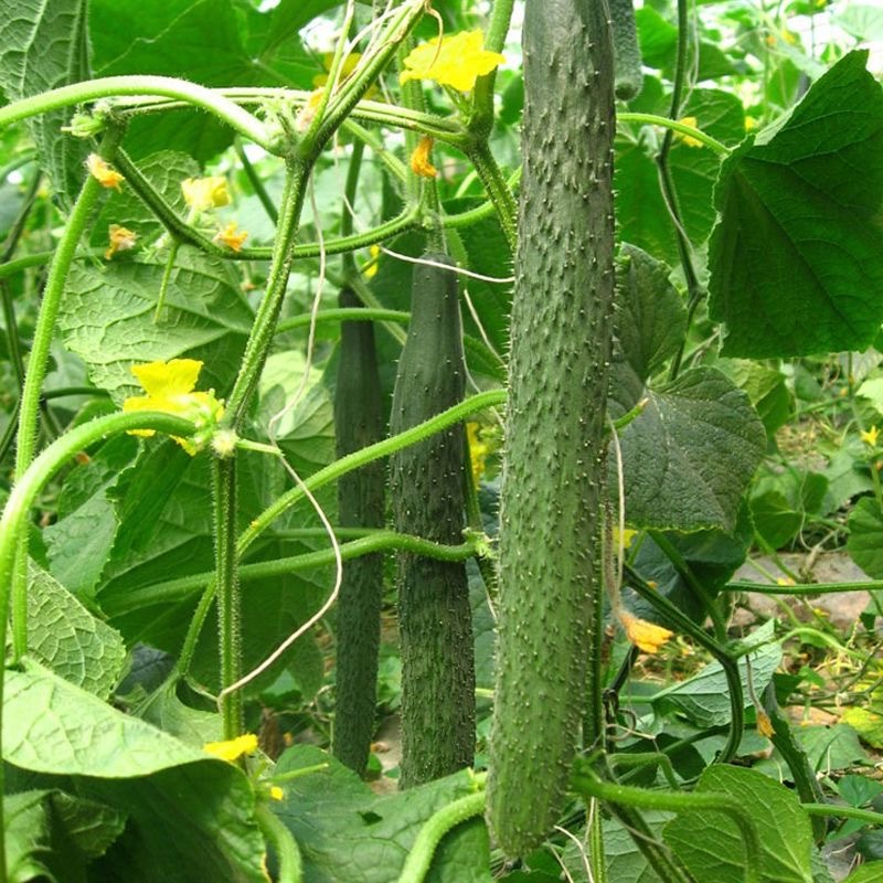 Cucumber Seeds, New Seeds, 30 Seeds Per Packet. แตงกวา ผักทานสด สวนครัว เหมาะแก่การทำสวน Cucumber Vegetable Seeds สายพัน - รูปที่ 3