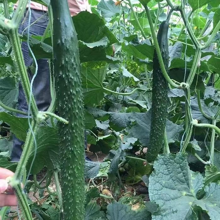 30 เมล็ด Long Cucumber ตั้งค่าโครงการ แตงกวาญี่ปุ่น แบ่งขาย ตั้งค่าโครงการ F1 Seeds High quality