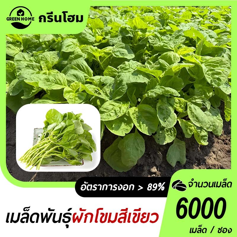 6000 เมล็ด เมล็ดผักโขมสีเขียว ทนร้อน โตไว สารอาหารสูง แท้ OP