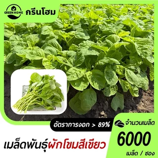 6000 เมล็ด เมล็ดผักโขมสีเขียว ทนร้อน โตไว สารอาหารสูง แท้ OP