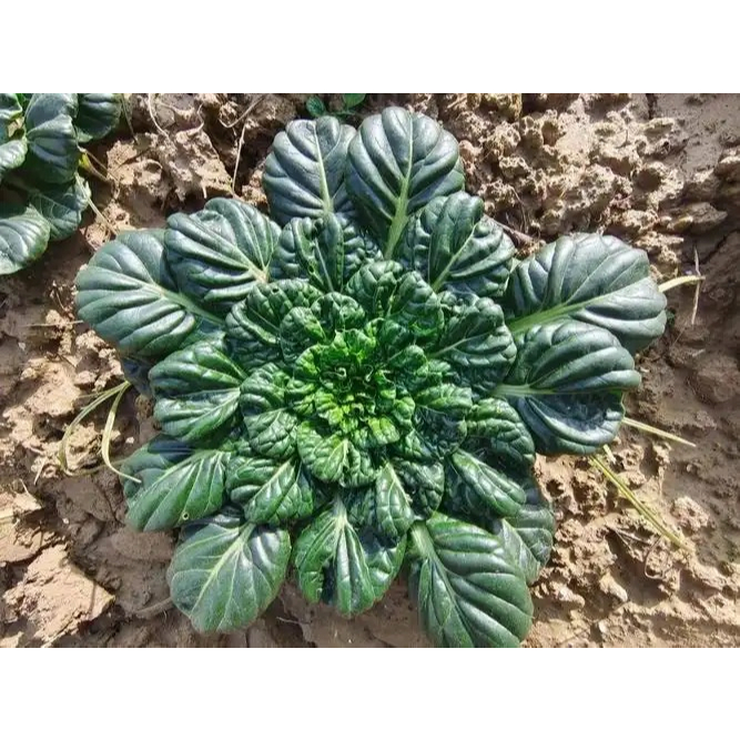 เมล็ดพันธุ์ กวางตุ้งญี่ปุ่น แทตฉ่อย 300เมล็ด/แพ็ค Tatsoi Seed ของแท้100% ปลูกง่าย อัตรางอกสูง เมล็ดพันธุ์ผัก - รูปที่ 6