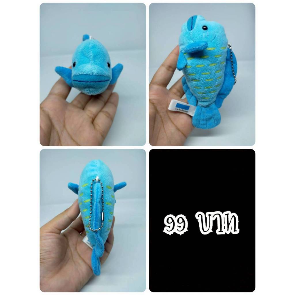 Eyeglasses Napoleon Fish#ปลาตาเหลือกหัวโหนก#ปลานโปเลียน#ปลานกขุนทองหัวโหนก#Okinawa Churaumi Aquarium