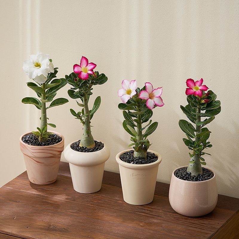 100 เมล็ด เมล็ดพันธุ์ ชวนชม สายพันธุ์ฮอลแลนด์ คละสี Adenium Seeds กุหลาบทะเลทราย Desert Rose ราชินีบอนไซ อัตรางอก 80-90%