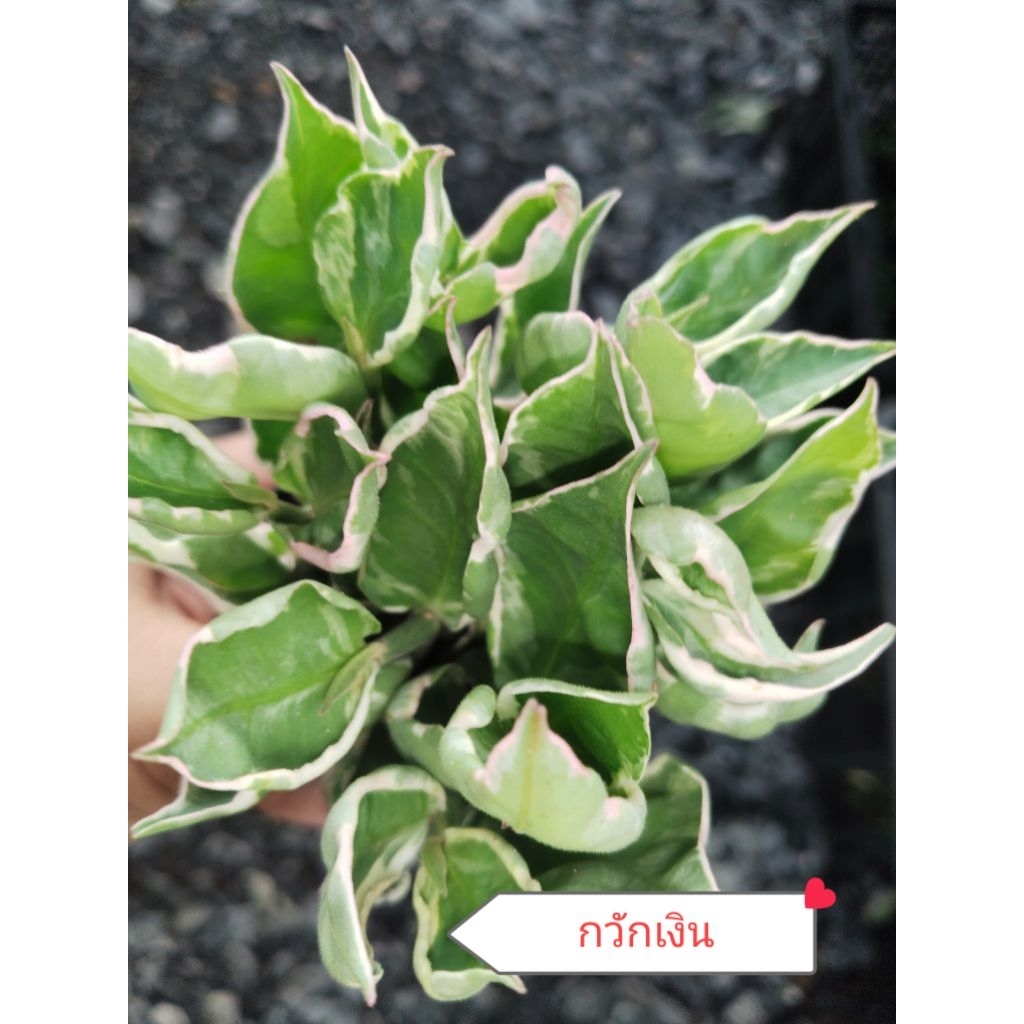 🌿💚ไม้มงคล ไม้ฟอกอากาศ ไม้จิ๋ว ❤️🌿 กระถาง3 นิ้ว 5แถม1♥️10แถม3 - รูปที่ 2