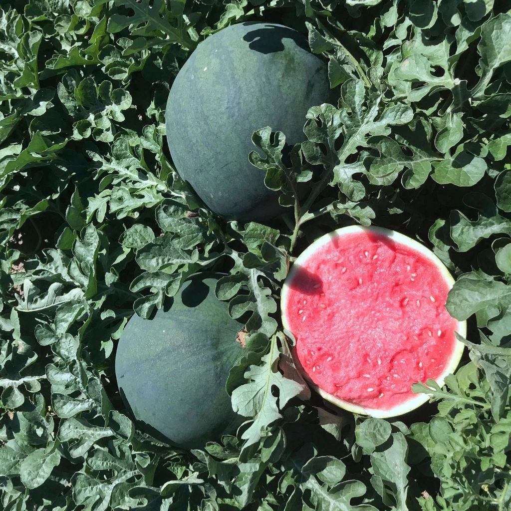 ปลูกง่าย งอกสูง แตงโมดำ บรรจุ 10เมล็ด Giant Black Beauty Watermelon Seeds Fruit Seeds for Planting งอกสูง