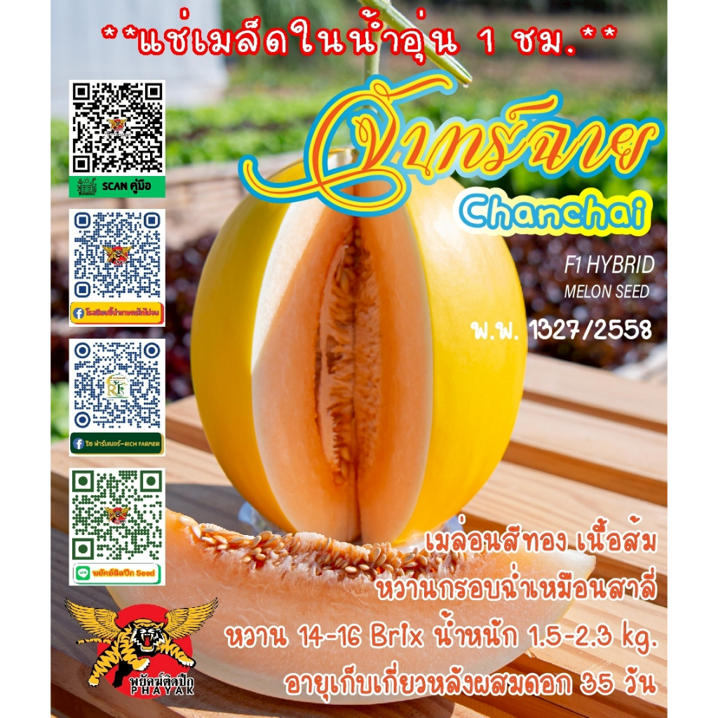 จันทร์ฉาย  (Chanchai) 20 เมล็ด เมล่อนF1 เทพมงคลฟาร์ม แท้!!