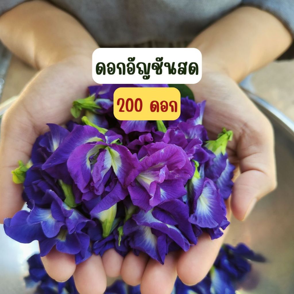 ดอกอัญชันสด ปลอดสารพิษ ปลูกเลี้ยงธรรมชาติ สดใหม่ทุกวัน ใช้ประโยชน์ได้เยอะ ทำขนม ทาคิ้ว หุงข้าว กินกับน้ำพริก