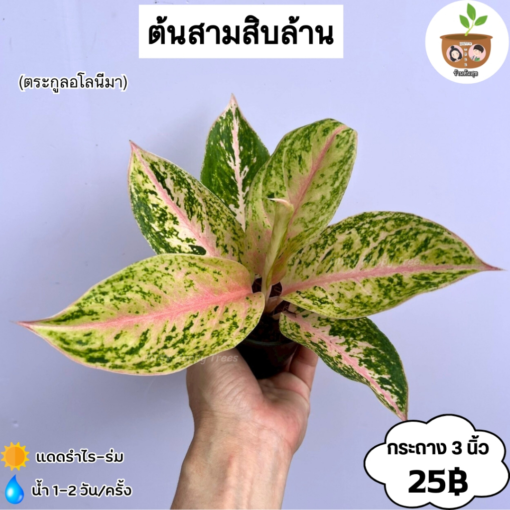 ต้นสามสิบล้าน จัดส่งที่ 2 ต้นขึ้นไปคละแบบได้ *โปรดอ่าน*