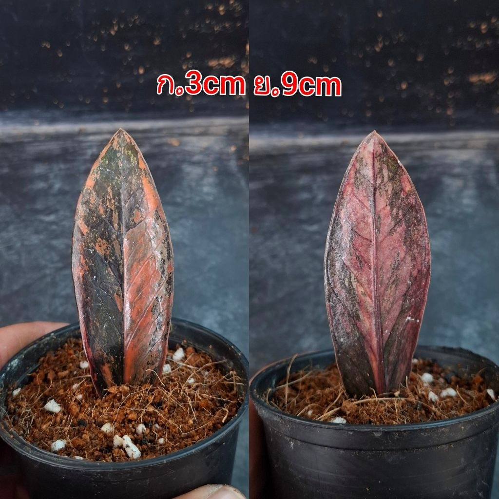 กวักมรกตดำด่างชมพู กระถาง 3 นิ้ว(ตัดสดพึ่งชำเมื่อ 26/11/68)