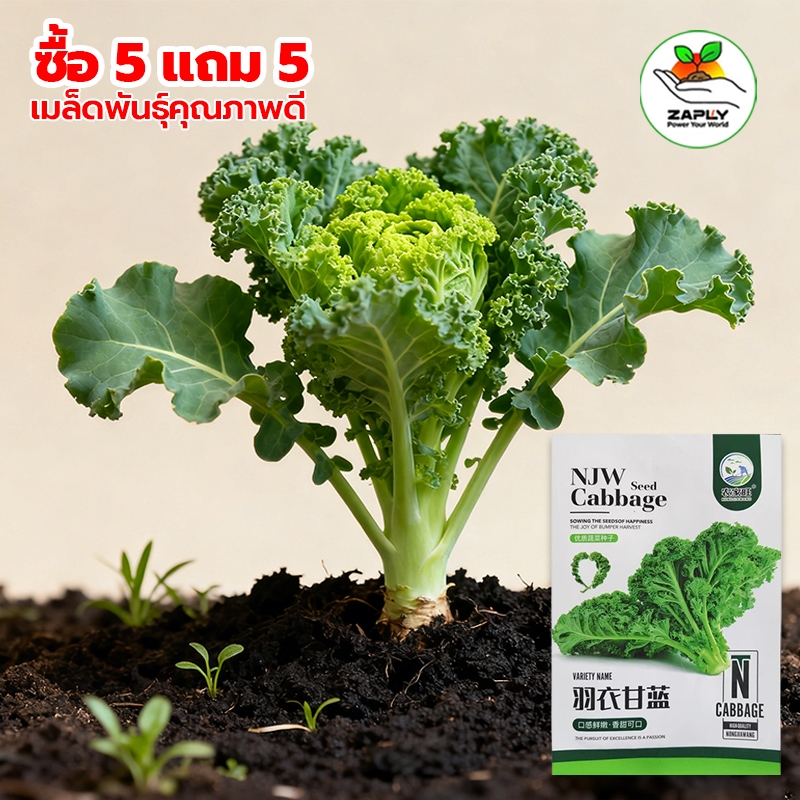 【ซื้อ 5 แถม 5】เมล็ด​พันธุ์​ เคล​ (บลูเคล)​  200เมล็ด​ คะน้าใบหยิก​ Blue​ Kale ปลูกง่าย โตไว