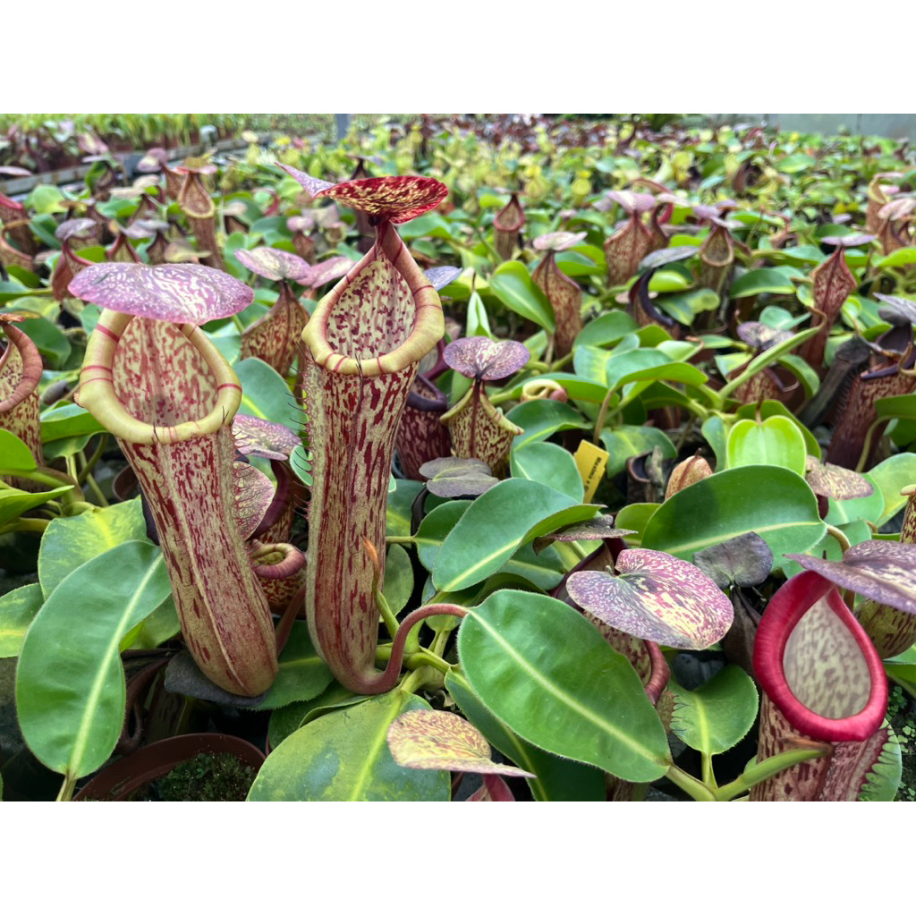 N.  chaniana x boschaina