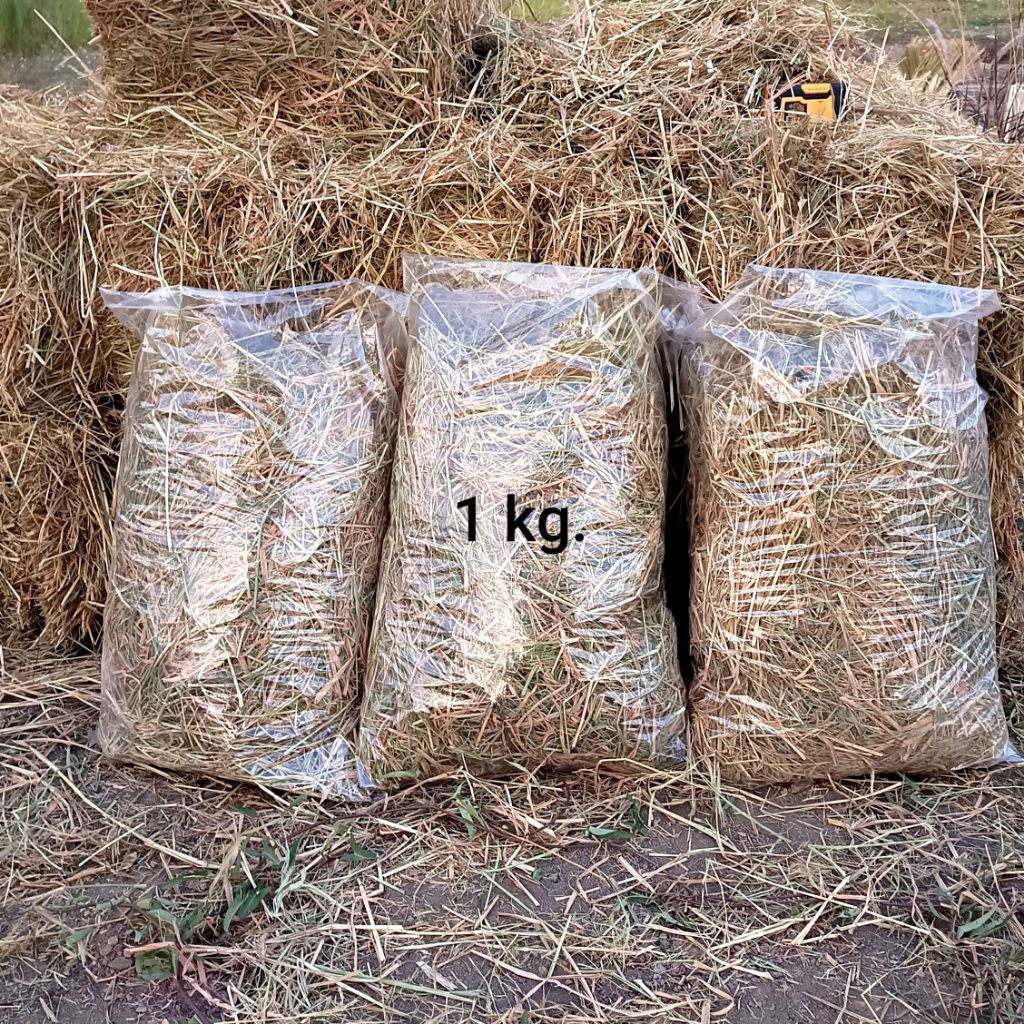 ฟางข้าว 1kg. สดใหม่ ใช้คลุมหน้าดินรักษาความชุ่มชื้น
