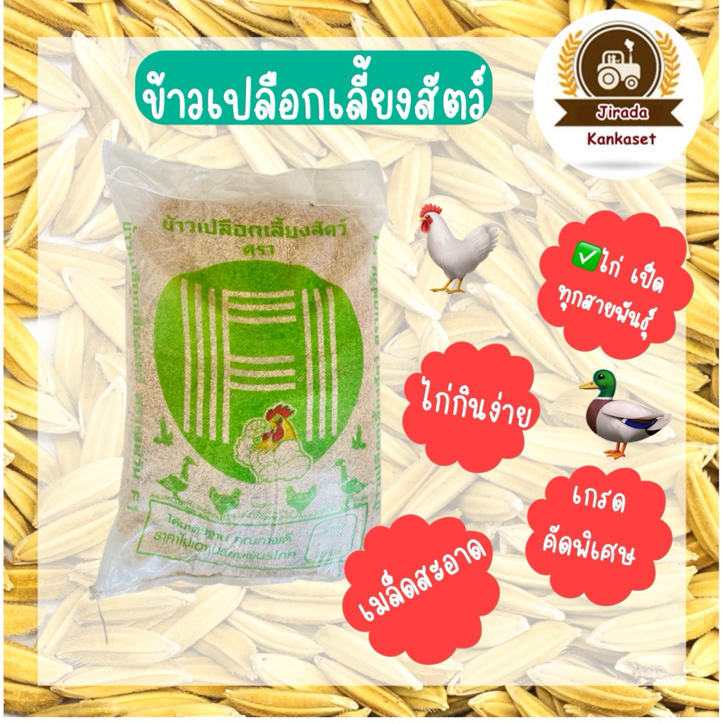 ข้าวเปลือกไก่ ข้าวเปลือก ข้าวเปลือกไก่ชน ไก่ไข่ ไก่รุ่น เป็ด ห่าน ข้าวเปลือกเม็ดสั้น