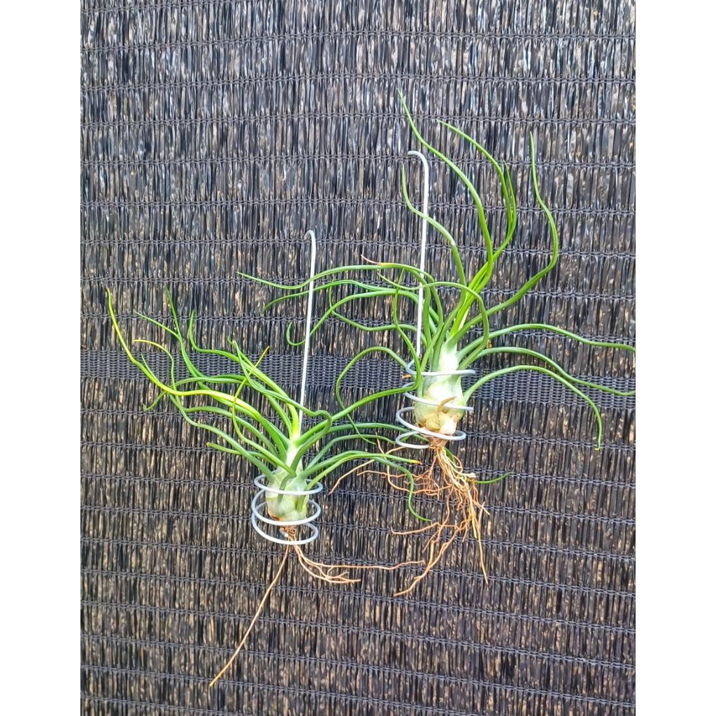 ชุดละ 2 ต้น Tillandsia bulbosa hanging