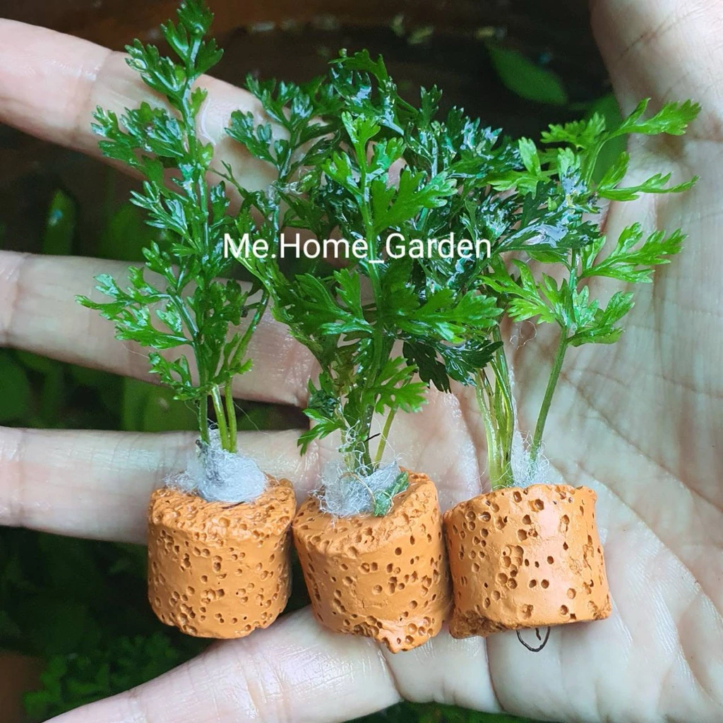 🍃🍃เฟิร์นผักชี 🍃🍃ไม้น้ำหลอดเซรามิกค์1ชุดมี3หลอด