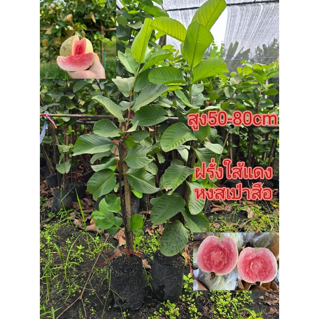 ฝรั่งไส้แดงพันธุ์หงส์เป่าสือ โปรโมชั่นซื้อ 1 แถม 1 *2ต้น*