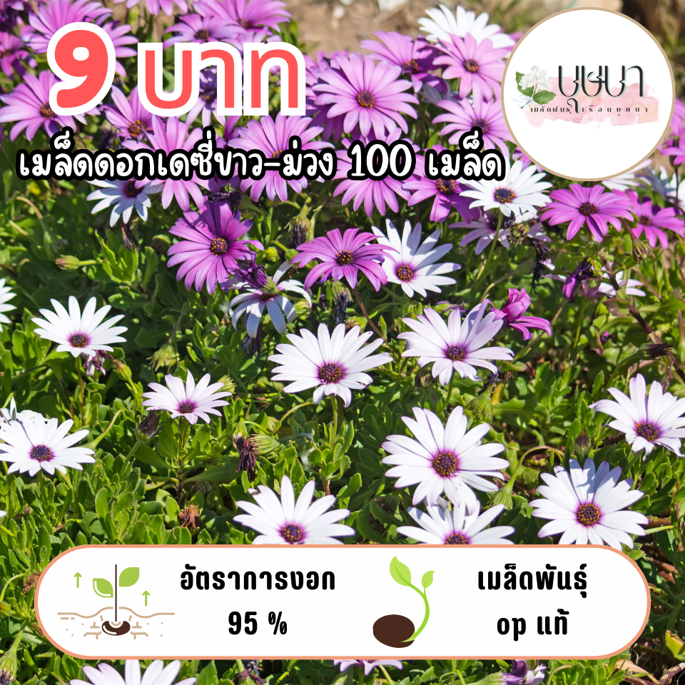 เมล็ดดอกเดซี่ ขาว-ม่วง 9บาท