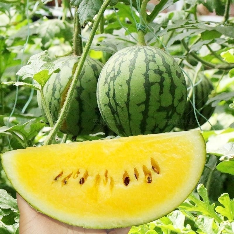 เมล็ดพันธุ์แตงโม เมล็ดแตงโม เนื้อสีเหลือง หวานสุดๆ บรรจุ 20เมล็ด Yellow Watermelon Seeds เมล็ดพันธุ์ผลไม้ เมล็ดพันธุ์ OP - รูปที่ 2