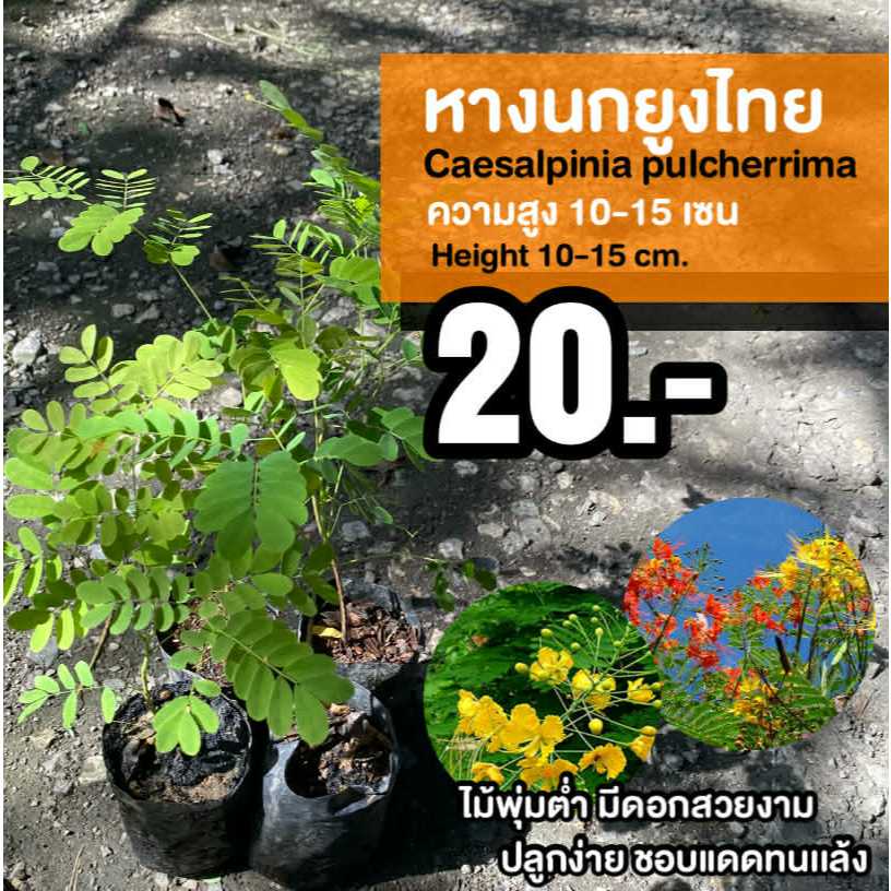 หางนกยูงไทย (จำนวน 5 ต้น) สูง 20-30 เซนติเมตร ดอกสีแดง #Caesalpinia pulcherrima