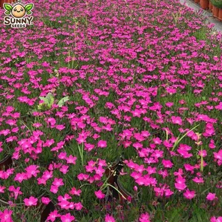 เมล็ดหญ้าคลุมดิน ดอกชมพูพรมเตี้ย – สีชมพูสด บานแน่น ปลูกง่าย โตเร็ว