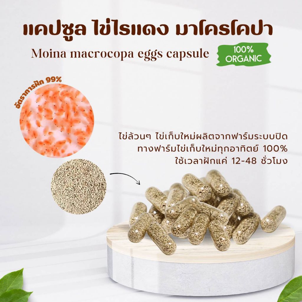 ไข่ไรแดงบรรจุแคปซูล  Moina macrocopa รับประกันการฟัก99.9% ไข่ใหม่ เก็บจากฟาร์มระบบปิดฟักตัวไม่ดีเคลมฟรี