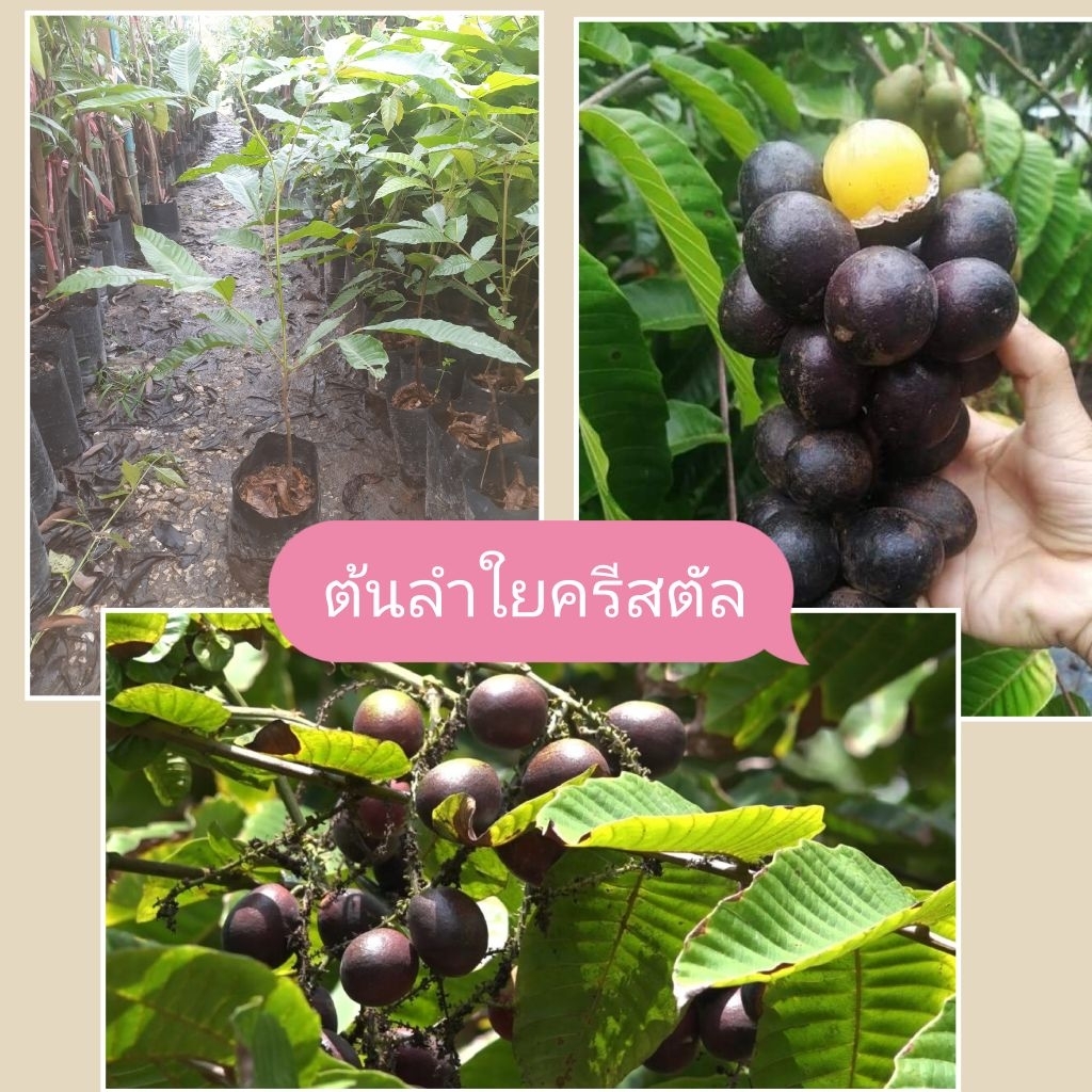 ต้นลำใยครีสตัล ต้นสูง30-50ซม.