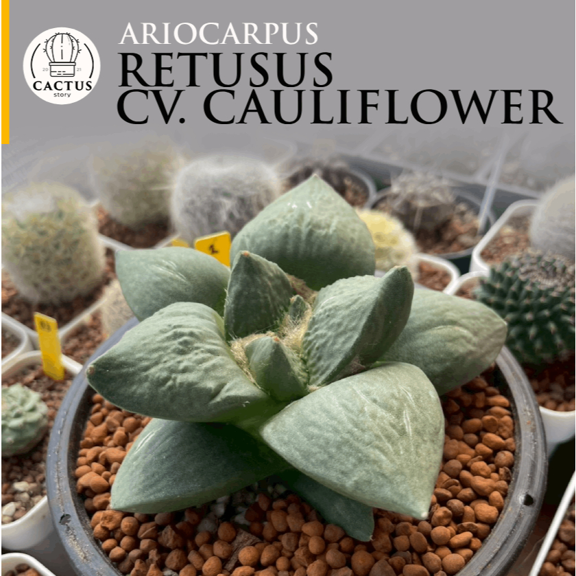 Ariocarpus retusus cv. Cauliflower อริโอคาปัส ไม้เมล็ด กระถาง 5 นิ้ว