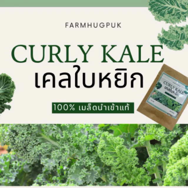 เมล็ดเคล เมล็ดเคลใบหยิก เมล็ดเคล เคล Kale 100+เมล็ดเกรดแท้นำเข้าอเมริกามีบริการเก็บเงินปลายทางผักเคลใบหยักOP