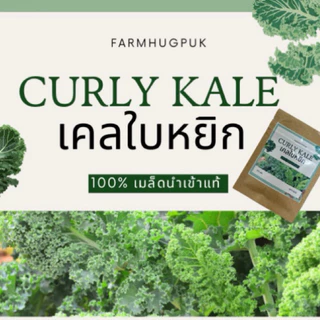 เมล็ดเคล เมล็ดเคลใบหยิก เมล็ดเคล เคล Kale 100+เมล็ดเกรดแท้นำเข้าอเมริกามีบริการเก็บเงินปลายทางผักเคลใบหยักOP