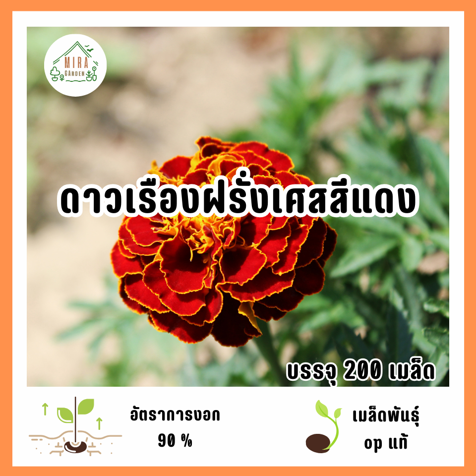 เมล็ดพันธุ์ดาวเรืองฝรั่งเศสสีแดง 200 เมล็ด