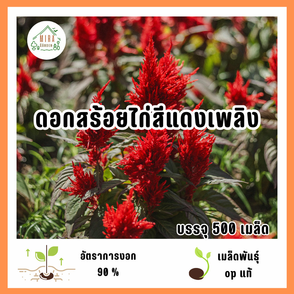 เมล็ดพันธุ์ดอกสร้อยไก่สีแดงเพลิง 500 เมล็ด