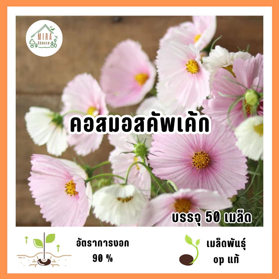 เมล็ดพันธุ์คอสมอสคัพเค้ก 50 เมล็ด