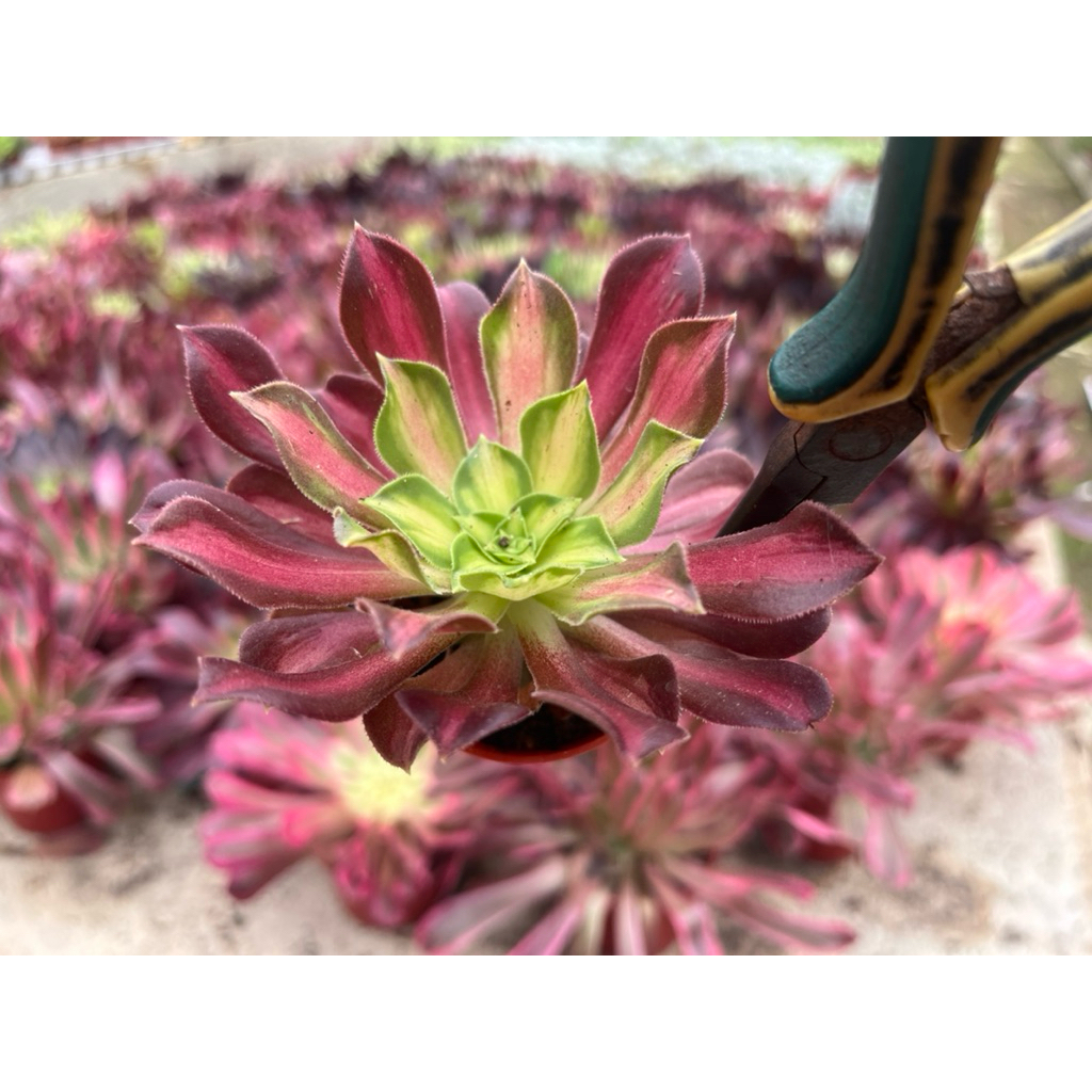 Aeonium   “Mardi Gras”