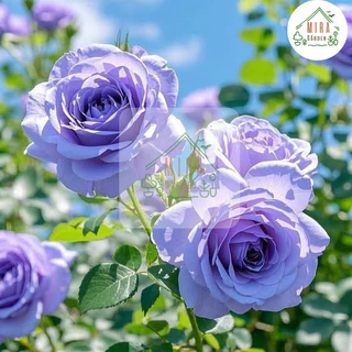 เมล็ดพันธุ์ดอกกุหลาบเลื้อยสีม่วง 10 เมล็ด